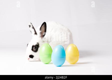 White and black rabbit with colorful Easter eggs Bunny Stock Photo