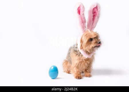 Puppy dog wearing rabbit ears sitting next to blue Easter egg Stock Photo