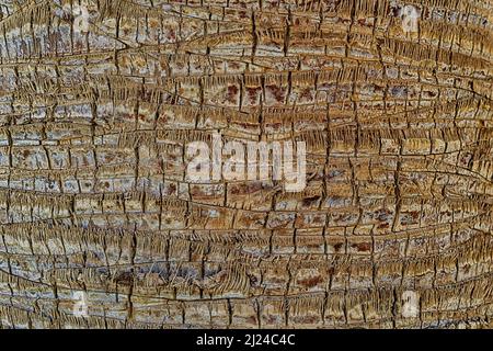Palm tree bark Stock Photo