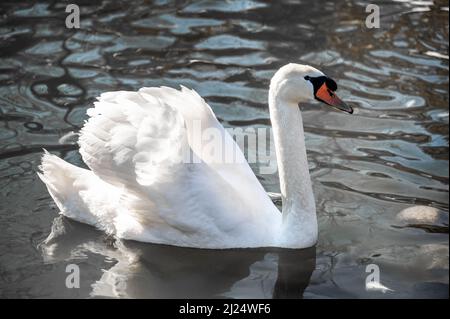 Snow white Mute Swan, Cygnus olor swims in lake. Swans are very graceful and beautiful monogamous birds. White swan swimming on lake Stock Photo