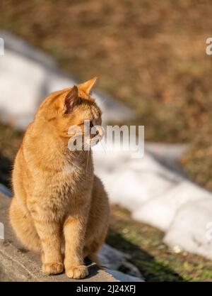 Ginger mixed breed cat, 6 months old outdoors on winter autumn background. copy space Stock Photo