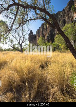 Limestone cliffs of the Napier Range,  Windjana Gorge, Bandilngan National Park, West Kimberley Stock Photo