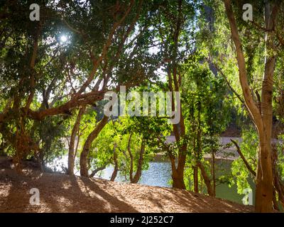 Tree-lined bank of a pool on the Lennard River, Windjana Gorge, Bandilngan National Park, West Kimberley Stock Photo