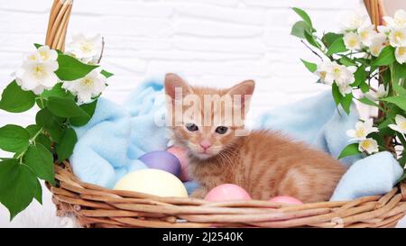 A small red tabby kitten lies comfortably in a blue blanket and looks around with easters eggs. Concept of taking care of pets, spring holidays Stock Photo