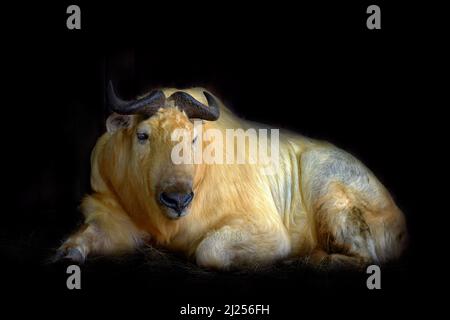 Takin lying. Golden takin, Budorcas taxicolor bedfordi, goat-antelope from Asia. Big animal in the nature habitat. Wildlife scene from nature. Wild bu Stock Photo