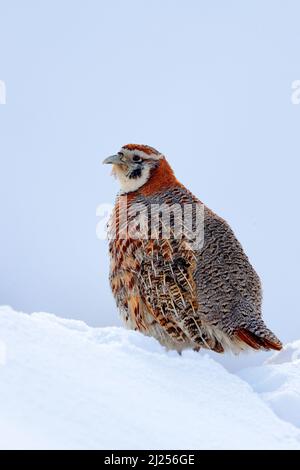 Tibetan Partridge, Perdix hodgsoniae, bird sitting in the snow and rock in the winter mountain. Partridge in the stone habitat, Ladakh, Hemis NP, Indi Stock Photo