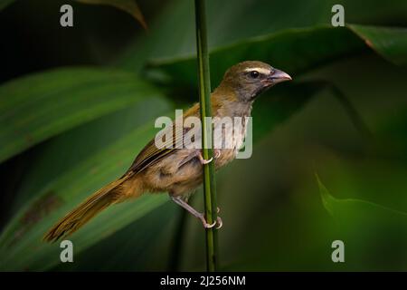 Buff-throated Saltator, Saltator maximus, exotic bird sitting on the branch in the green forest. Tropic tanager in the nature habitat at Amagusa, Mind Stock Photo