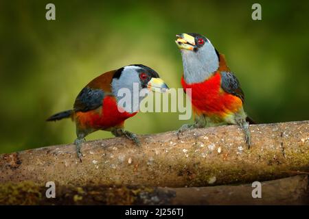 Wildlife Ecuador. Toucan Barbet, Semnornis ramphastinus, Bellavista, Mindo in Ecuador, exotic grey and red bird. Wildlife scene from nature. Birdwatch Stock Photo