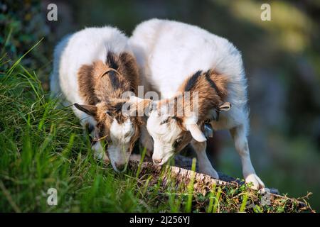 Two little goats are feeding Stock Photo