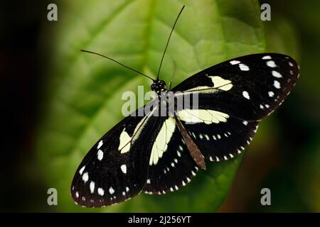 Heliconius atthis, the false zebra longwing, butterfly from Costa Rica in Central America. Heliconius, beautiful insect sitting on the green leave in Stock Photo