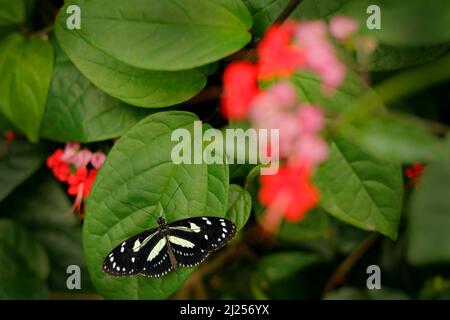 Heliconius atthis, the false zebra longwing Stock Photo
