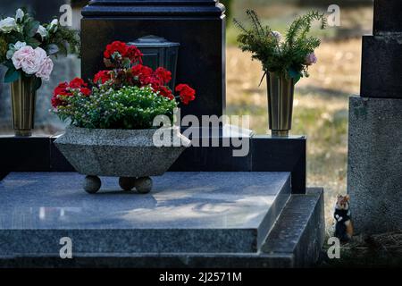 European hamster, Cricetus cricetus, stone tombstone cemetery, Vienna, Austria. Brown and white Black-bellied hamster, front view portrait in the natu Stock Photo