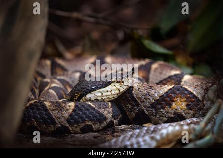 Sharp-nosed Pit Viper, Chinese Moccasin, Deinagkistrodon acutus, venomous snake viper species, D. acutus, endemic to Southeast Asia, Animal from Thail Stock Photo