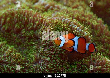 Clow Anemonefish, Amphiprion ocellaris, orange white small fish from Indian and Pacific Oceans. These fish are found in the Indo-Malaysian region. Clo Stock Photo