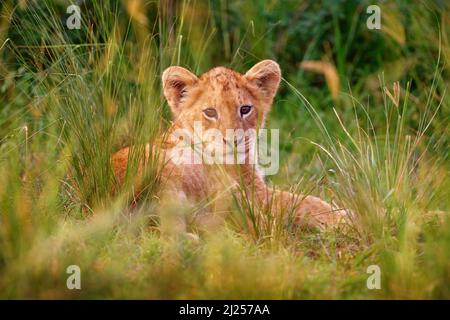 Cute lion cub, African danger animal, Panthera leo, detail Uganda Africa. Cat in nature habitat. Wild lion in the grass habitat, sunny evening hot day Stock Photo