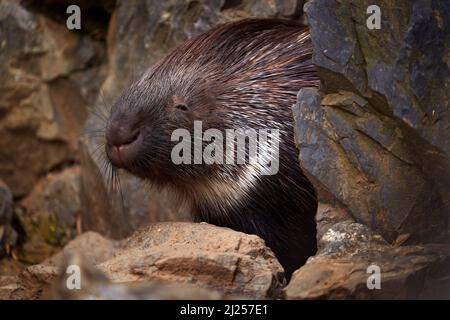 Indian crested porcupime, Hystrix indica, in the nature rock habitat. cute animal in nature, India in Asia. Prickle quill black animal. Cute mammal in Stock Photo