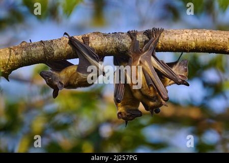 Straw-coloured fruit bat, Eidolon helvum, on the the tree during the evening, Kisoro, Uganda in Africa. Bat colony in the nature, wildlife. Travelling Stock Photo