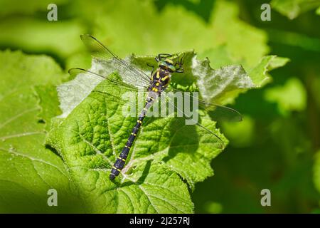 Cordulegaster boltonii, golden-ringed dragonfly, largest dragonflies sitting on the green leaves in the nature, wildlife. Sunny day in the forest with Stock Photo