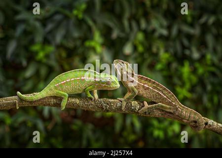 carpet chameleon (Furcifer lateralis), white-lined chameleon in forest habitat. Exotic beautiful endemic green reptile with long tail from Madagascar. Stock Photo