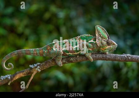 Veiled chameleon, Yemen chameleon, sitting on branch in forest habitat. Exotic beautiful endemic green reptile with long tail from Yemen. Wildlife sce Stock Photo