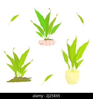 Group of leaf pot plant nature biology ornamental for decorative vector illustration Stock Vector