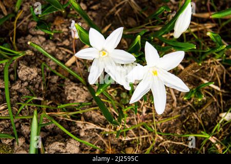 Chionodoxa luciliae 'Alba', Boissier's glory-of-the-snow, flowering in Pruhonice, Czech Republic on March 29, 2022.  (CTK Photo/Libor Sojka) Stock Photo