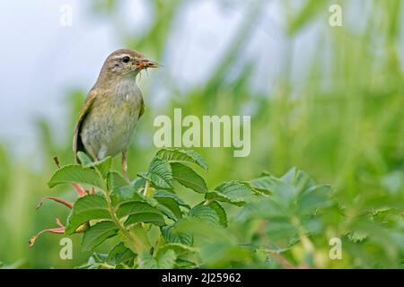Willow Warbler (Phylloscopus trochilus) Parent perched on twig, with insects for the young in its beak. Germany Stock Photo