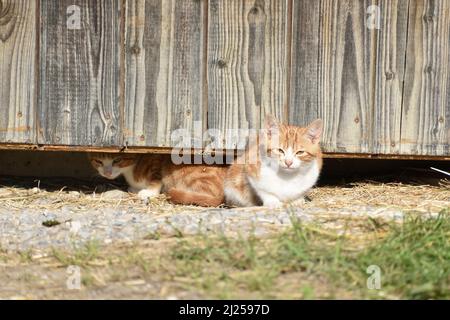 Domestic cat. Two red-tabby kittens with white patches under a board fence. Germany Stock Photo