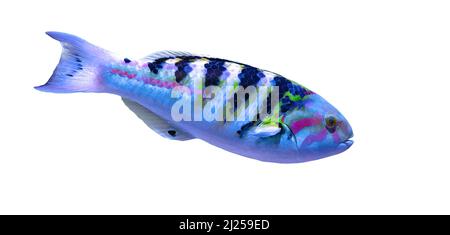 Six-banded wrasse of Labridae of Indo-Pacific ocean isolated on white. Thalassoma hardwicke of Indian and Pacific Oceans, Great Barrier of Australia Stock Photo