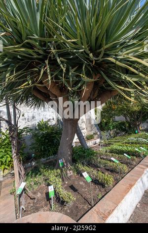 'Minerva's Garden' is situated on the fringes of the castle hill that dominates the old Salerno. In it can be found the medieval 'Hortus sanitatis' (H Stock Photo