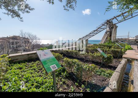 'Minerva's Garden' is situated on the fringes of the castle hill that dominates the old Salerno. In it can be found the medieval 'Hortus sanitatis' (H Stock Photo