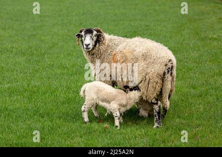 Close up of a Swaledale ewe  or female sheep, facing forward in green pastureland with two lambs suckling.  Lambing time in the Yorkshire Dales, UK. C