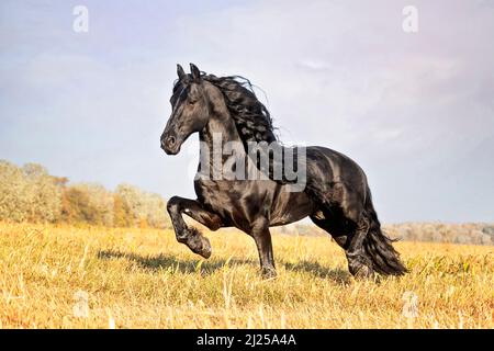 Friesian Horse. Stallion trotting on a stubble field. Italy Stock Photo