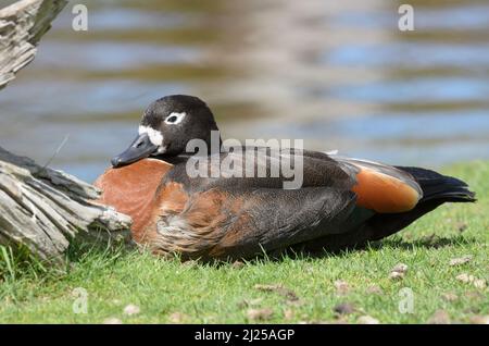 A brightly coloured female Australian Shelduck, having a rest next to the lake Stock Photo