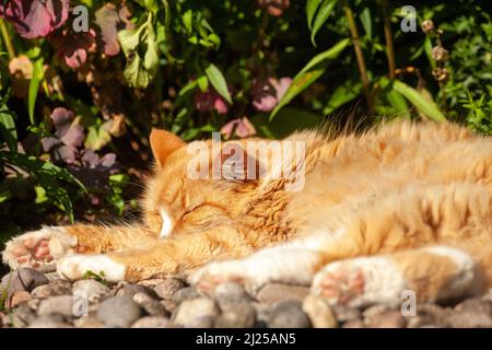 A beautiful ginger cat sleeping in the warmth of a Scottish summer Stock Photo