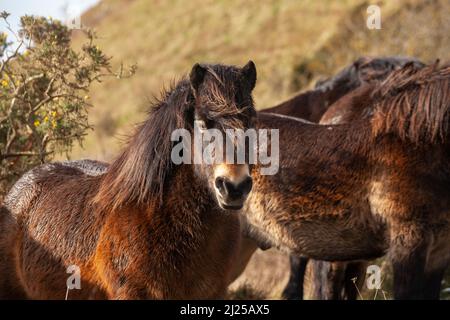 Wild Exmoor ponies during a cold snap in February on North Berwick Law Scotland Stock Photo