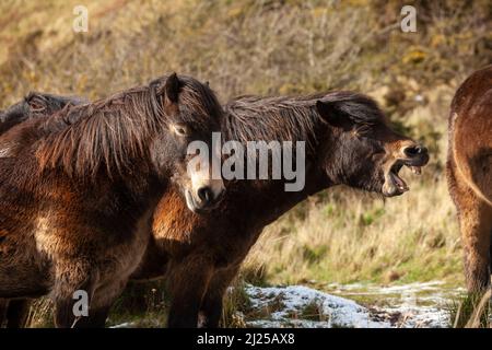 Exmoor ponies with one Yawning, Stock Photo