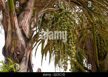 Close-up of bunches of fruit on a palm tree in the south Stock Photo