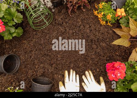 Frame of spring flower and gardening tools on soil background Stock Photo