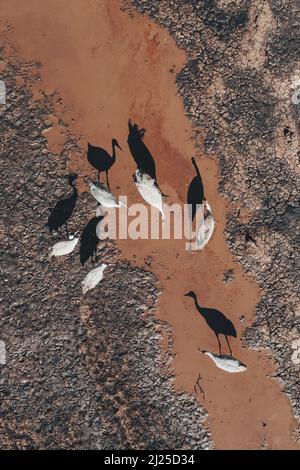 Flock of common crane (Grus grus) birds resting near the pond during springtime migration, aerial shot top down. Herons are apex predators in aquatic Stock Photo