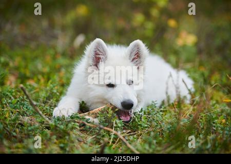 Berger Blanc Suisse, White Swiss Shepherd Dog. A lying puppy chews on a little stick. Germany Stock Photo
