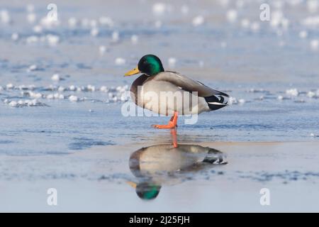Mallard Duck (Anas platyrhynchos). Drake in breeding plumage standing on ice. Germany Stock Photo