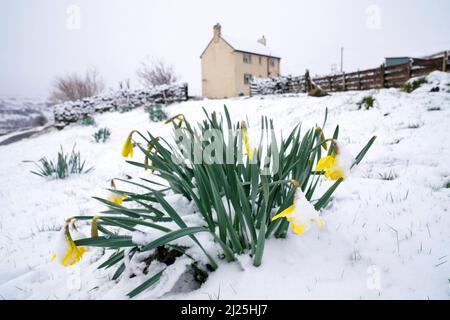 Daffodil blooms in the snow near Stanhope, in Northumberland. Picture date: Wednesday March 30, 2022. Stock Photo