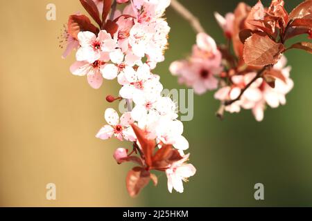 Spring blossom in park, beautiful white flowers on blooming tree Stock Photo