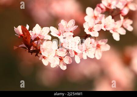Spring blossom in park, beautiful white flowers on blooming tree Stock Photo