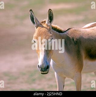 Onager (Equus hemionus onager). Portrait of adult in a zoo Stock Photo