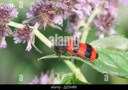 Checkered Beetle (Trichodes alvearius) on flowers. Austria Stock Photo