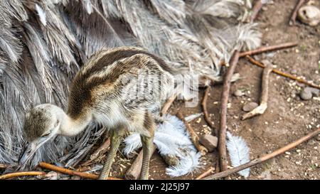 nandu chick at the nest. Baby bird exploring the surroundings. Animal photo. Detail photo Stock Photo