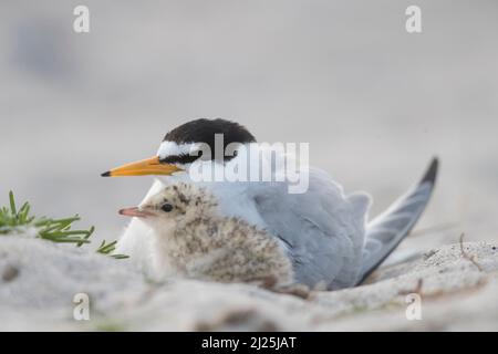 Little Tern (Sterna albifrons). Parent warming chick. Germany Stock Photo