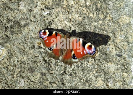 The small tortoiseshell (Aglais urticae) is a colourful Eurasian butterfly in the family Nymphalidae. Stock Photo